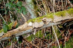 closeup view of broken tree trunks in arid forest