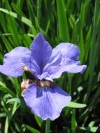 Iris Floral Blossom macro