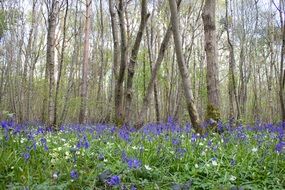 glade of blue bells in the forest