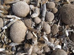 dry Seaweed among pebbles On Beach