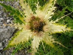 closeup photo of Natural green Thistle Plant