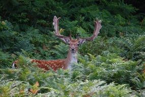 TromsÃ¸ fallow deer