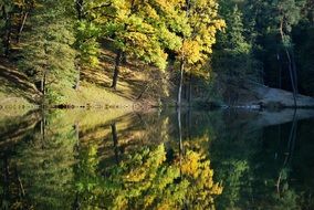 fresh autumn forest nature