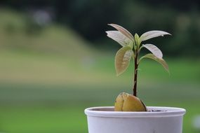 young avocado tree in a flower pot