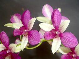 purple white orchid