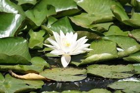 Close-up of the beautiful white and yellow water lily Aquatic Flower in a pond
