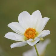 white dahlia in late summer