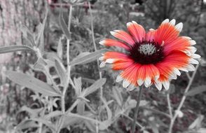 black and white photo with a red flower