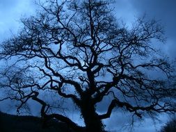 silhouette of a big tree in blue twilight
