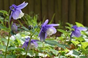 purple wildflowers with green leaves