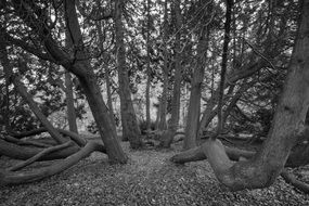 Black and white photo of the beautiful forest with trees and leaves on the ground