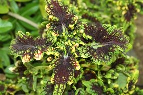 variegated leaves of a plant close-up