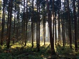 sunny forest trees nature landscape