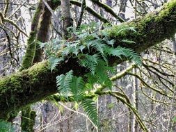 Forest Tree Moss Fern Nature