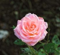 light pink rose on a blurry background close-up