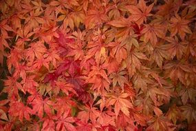 Parthenocissus, Virginia creeper red leaves, background