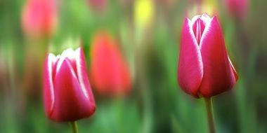 buds of pink tulips in a clearing
