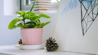 Indoor Potted Plants Desktop