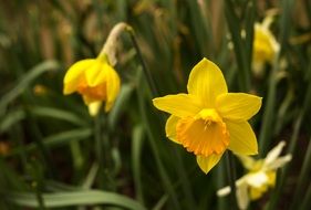 yellow daffodils on the wild field