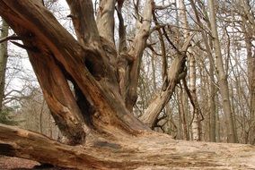 wide Tree Root