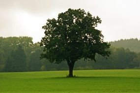 green tree in idyllic landscape