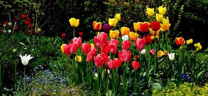 fascinating Tulips