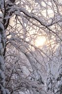 tree in the snow on a background of frosty sunset