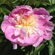 pastel Pink Peony