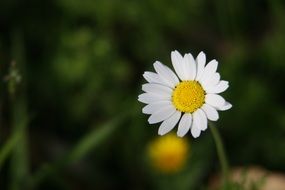 white lonely camomile on a blurry background