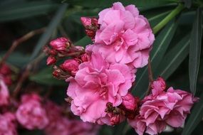 Laurier Rose Shrub Nature Garden