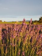 lavender flowers in the evening, france, provence