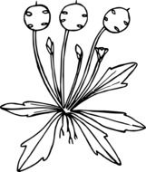 graphic representation of a flower as a representative of the flora