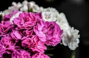 bouquet of pink and white carnations close-up