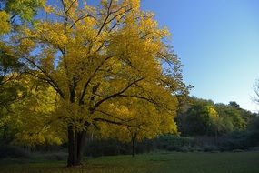 incredibly handsome Yellow Leaves