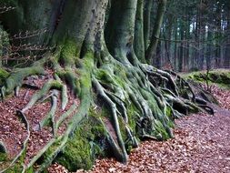 large root system of a tree in green moss