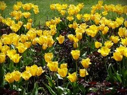 Picture of yellow Flowers
