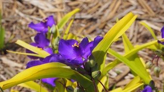 purple flowers on the garden bed