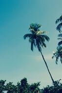 palm trees on the coast of the indian ocean in thailand