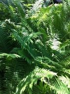 magnificent Fern Leaves in the sun close-up
