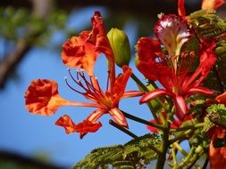 red flowers on a tree in brazil