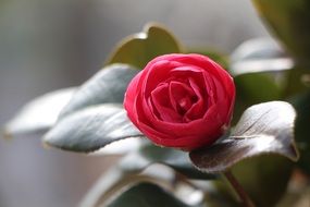 camellia for tea