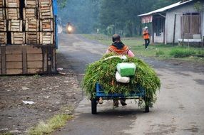 man with grass on a wagon on street