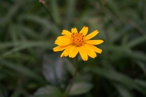 Yellow Flower at deep green background
