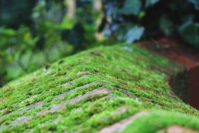 brick wall covered by green moss