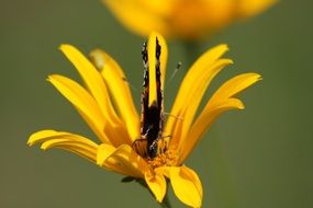 butterfly on yellow bloom nature flower