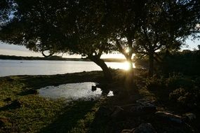 sunset above water behind trees, italy, sardinia