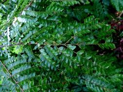 plant with dark green leaves close-up