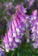 purple vicia dasycarpa