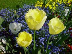 variety of colorful flowers in spring