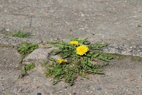 crushed dandelions on asphalt